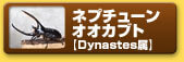ネプチューンオオカブト　【Dynastes属】