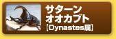 サターンオオカブト　【Dynastes属】