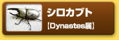 シロカブト　【Dynastes属】