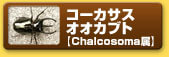 コーカサスオオカブト　【Chalcosoma属】