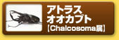 アトラスオオカブト　【Chalcosoma属】