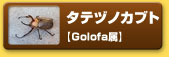 タテヅノカブト　【Golofa属】