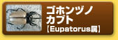 ゴホンヅノカブト　【Eupatorus属】