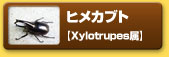 ヒメカブト　【Xylotrupes属】
