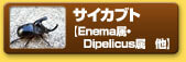 サイカブト　【Enema属・Dipelicus属　他】