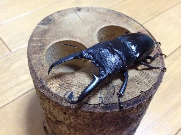 ツシマヒラタ