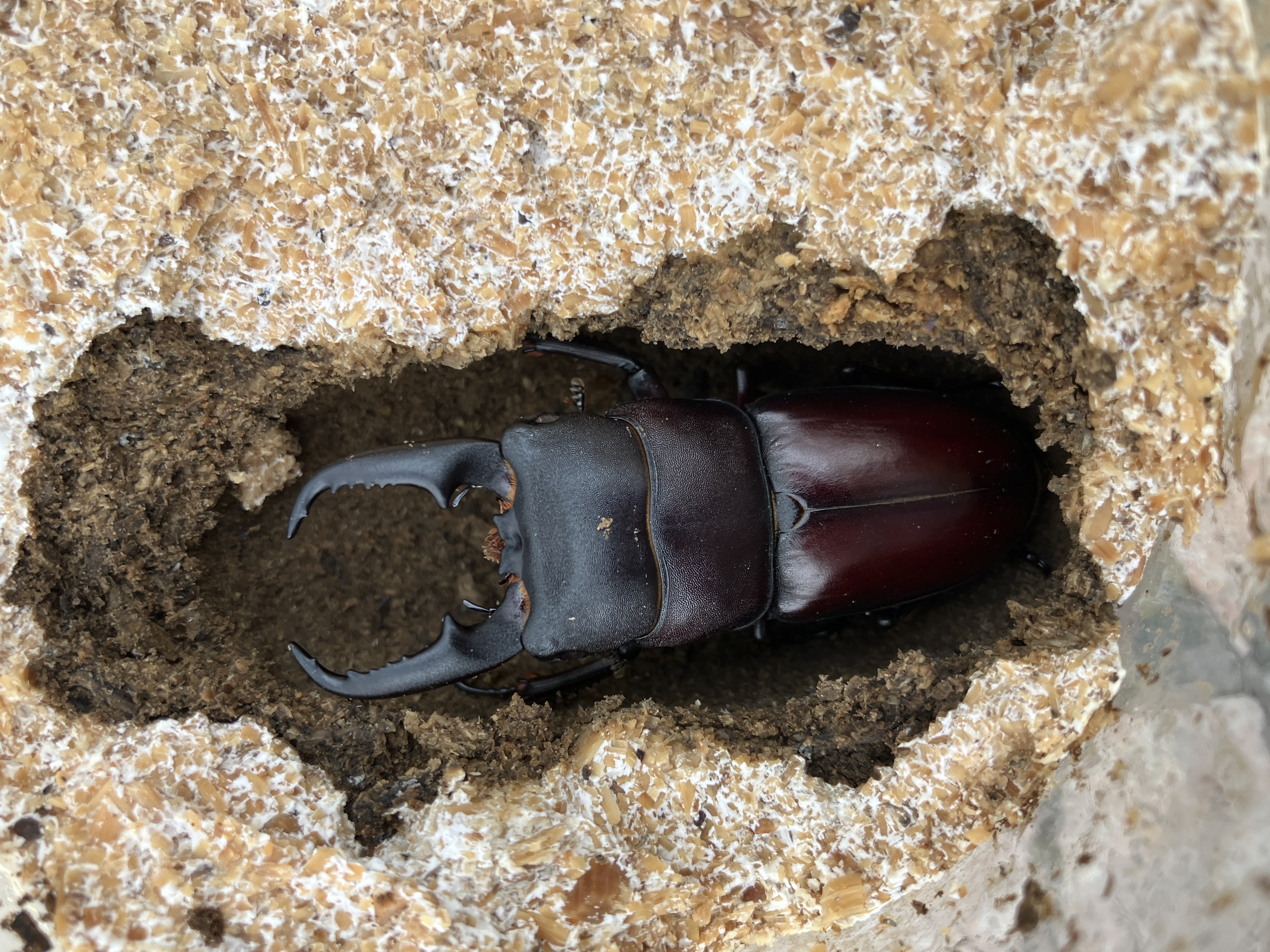 本土ヒラタクワガタ