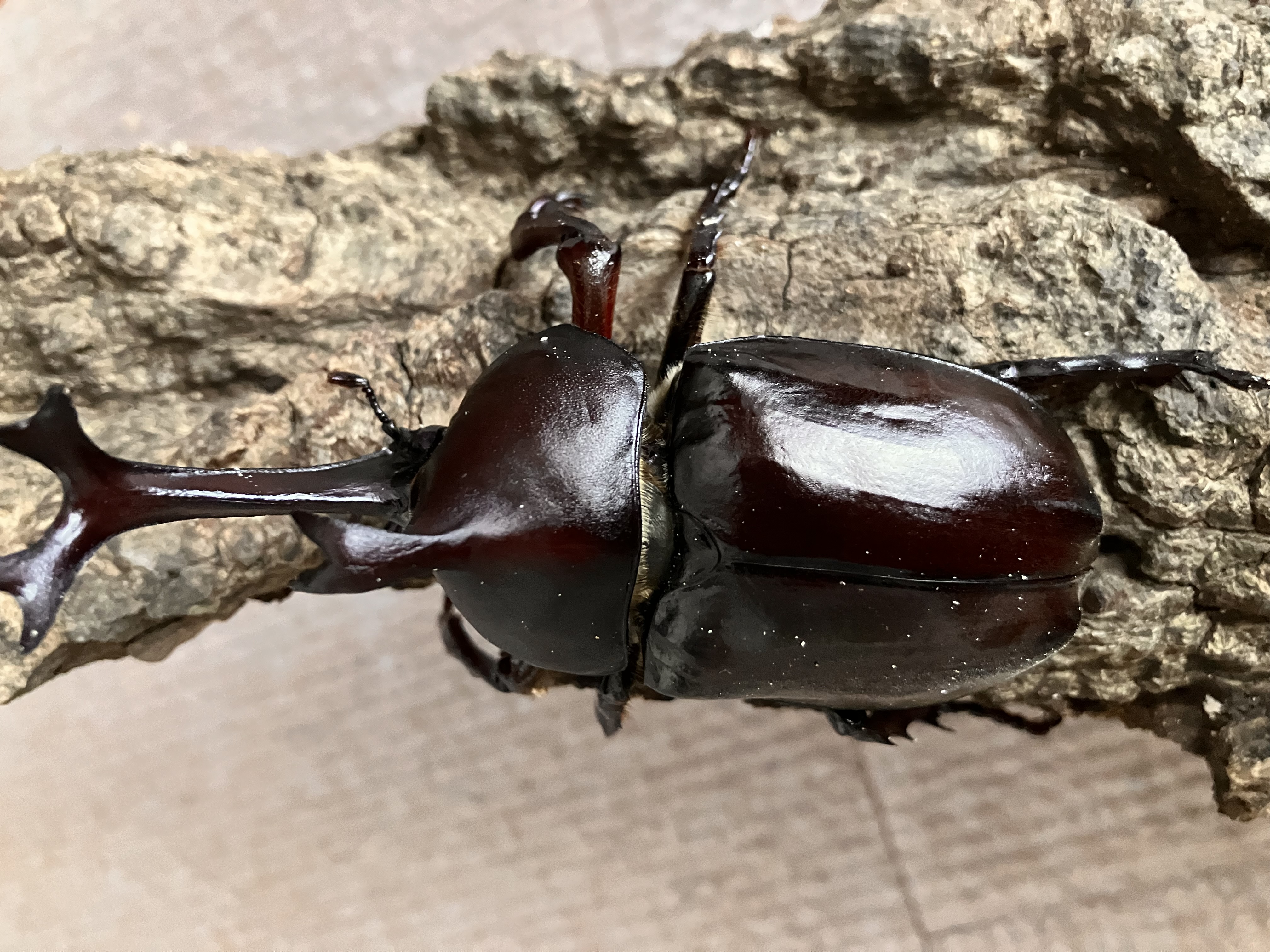 東京都産カブトムシ（オス）