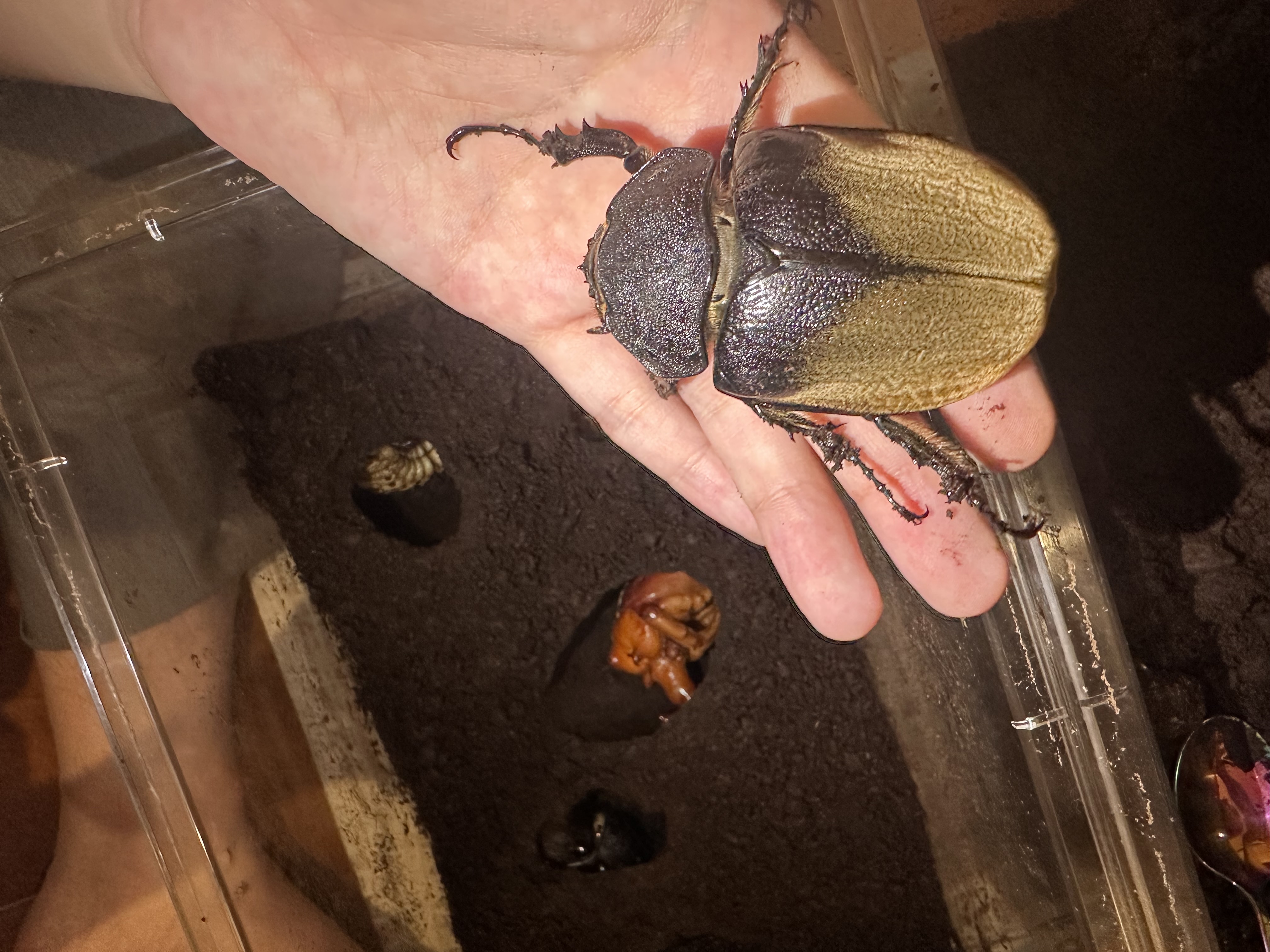 エレファスゾウカブト