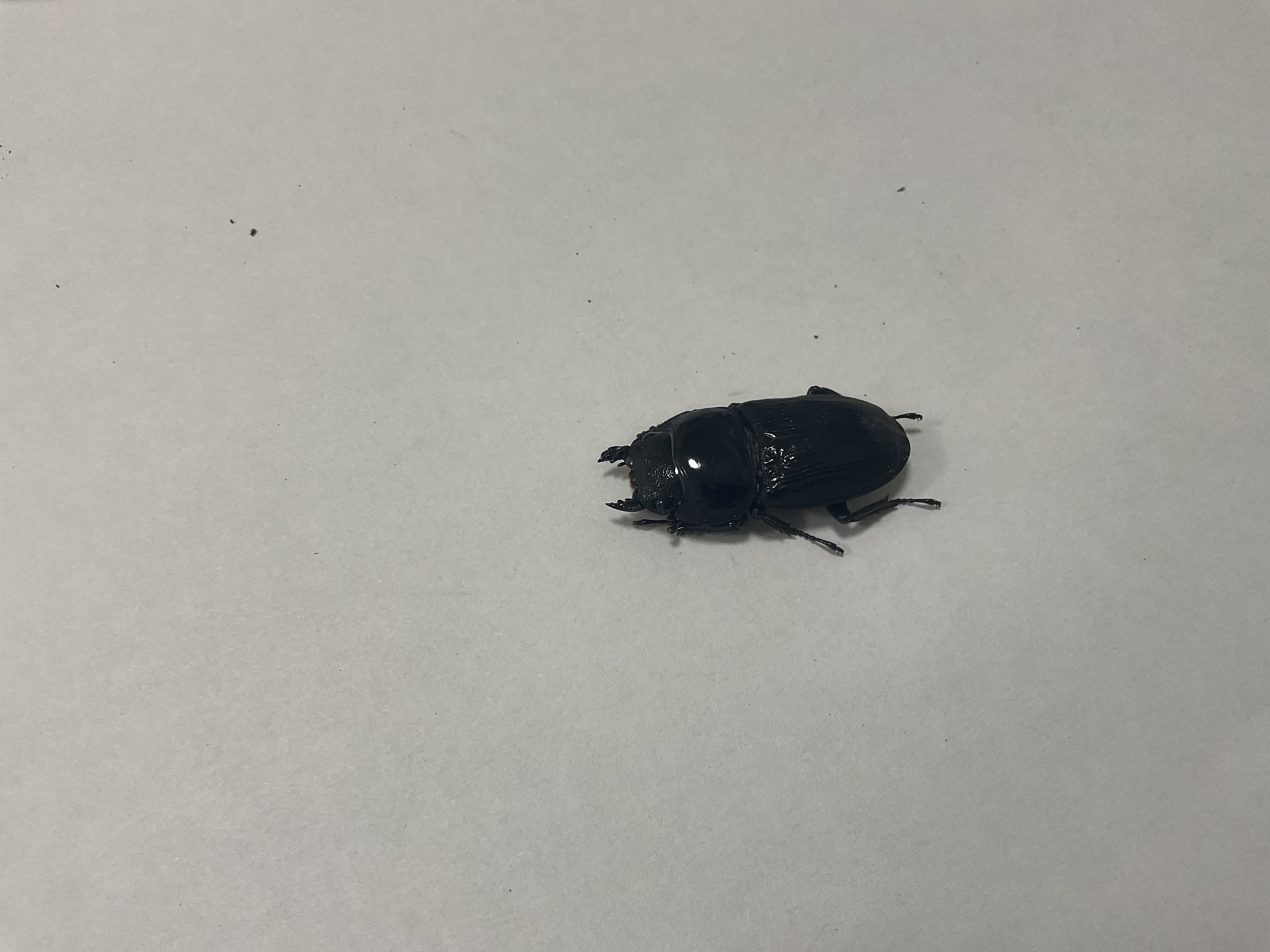 パリーオオクワガタ