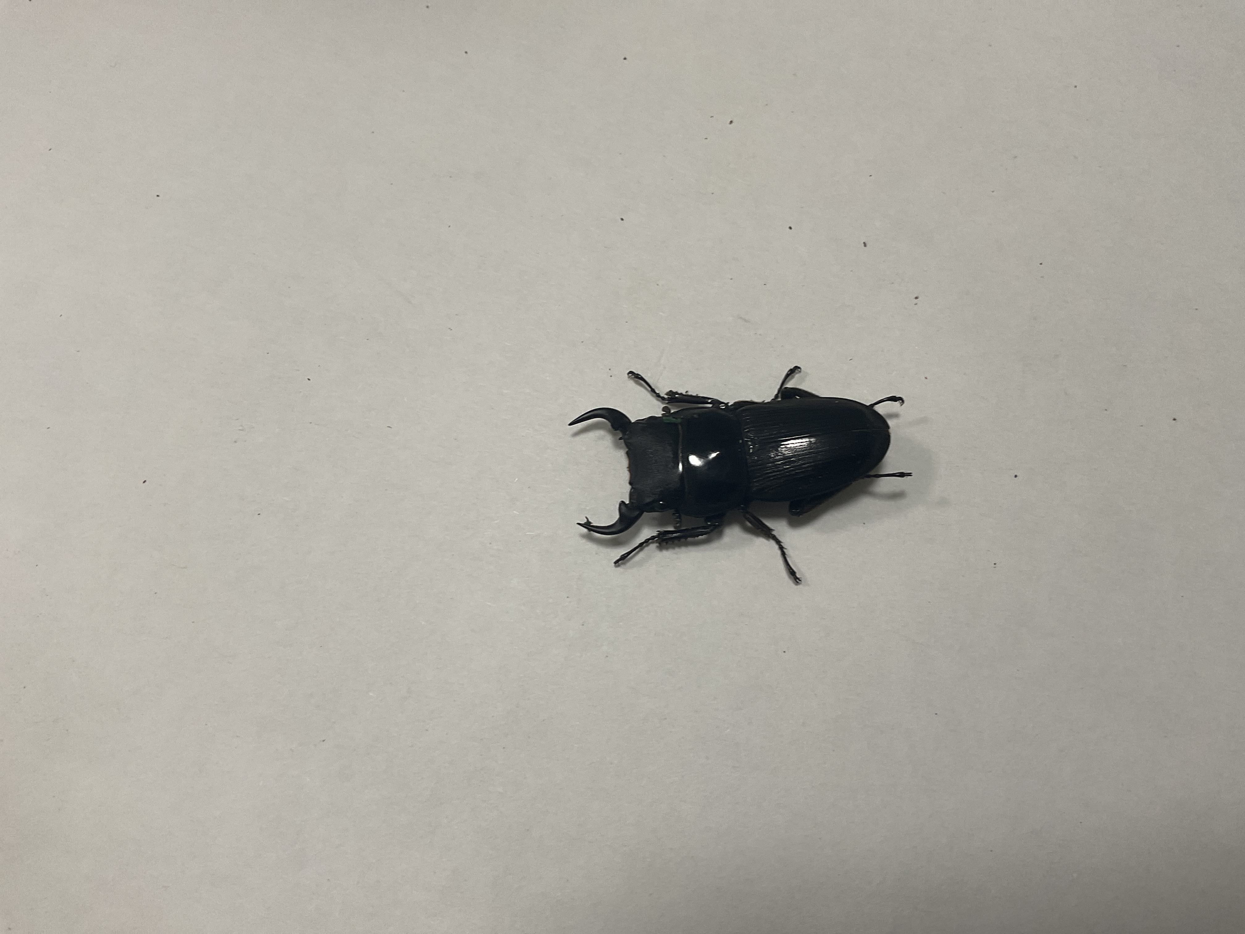 パリーオオクワガタ
