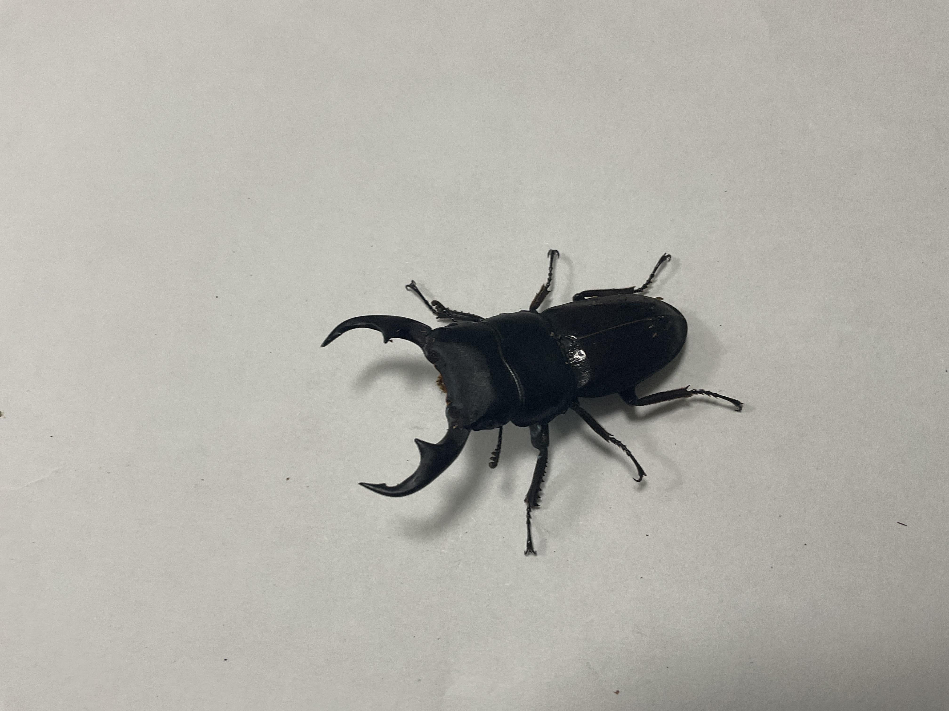 パリーオオクワガタ