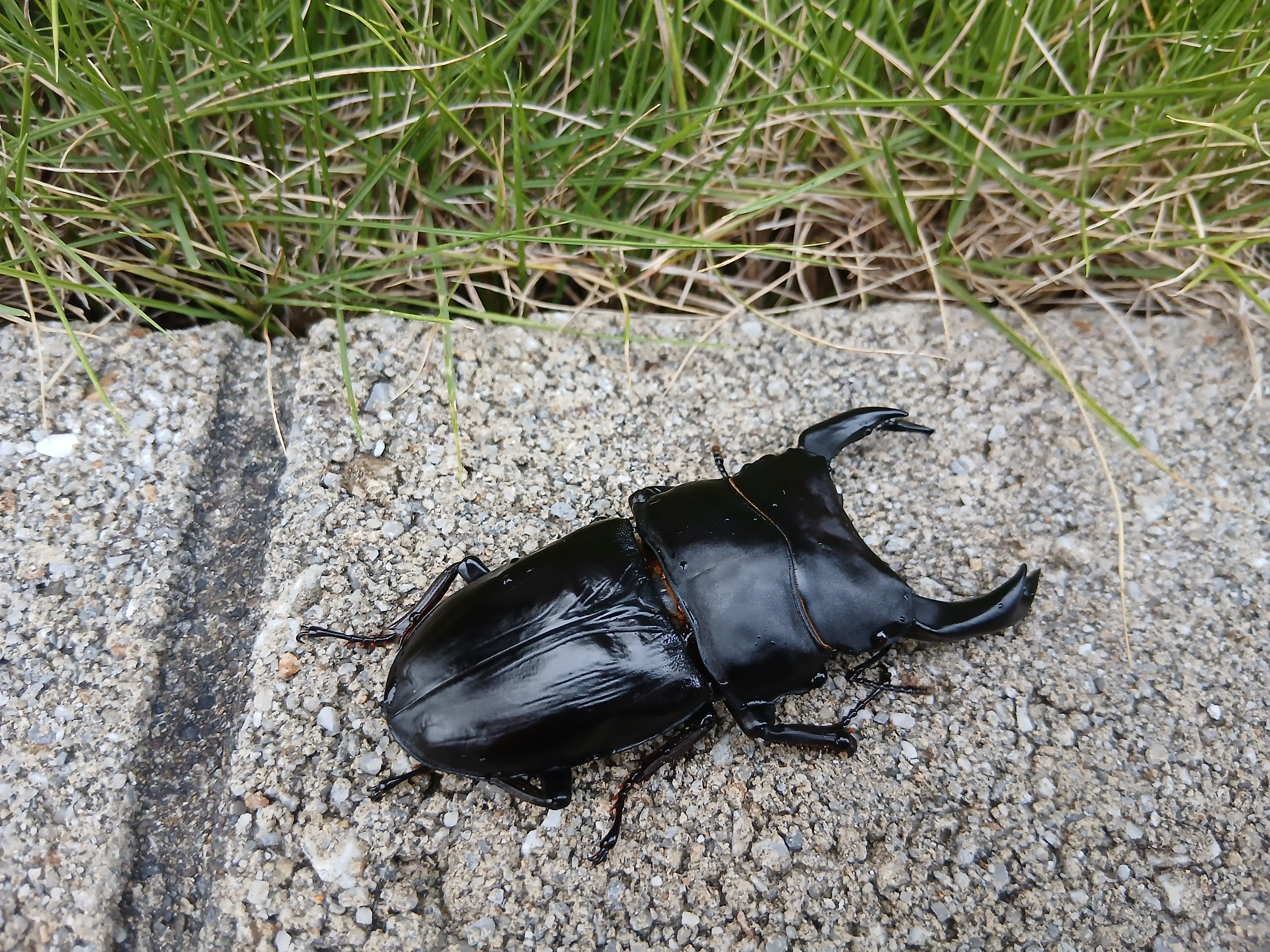 オオクワガタ