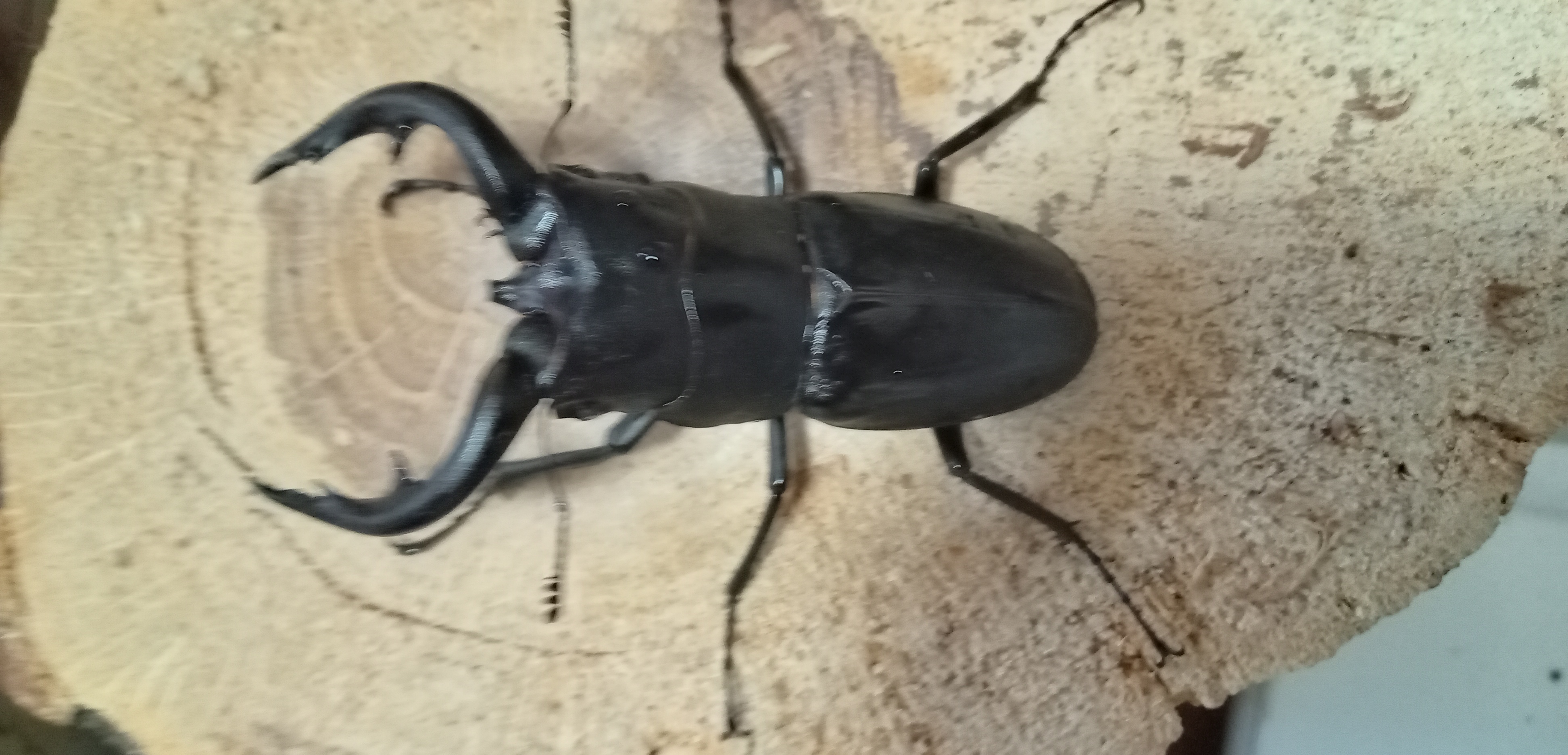 アマミノコギリクワガタ笠利町産WF3