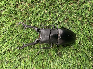 ギラファノコギリクワガタ