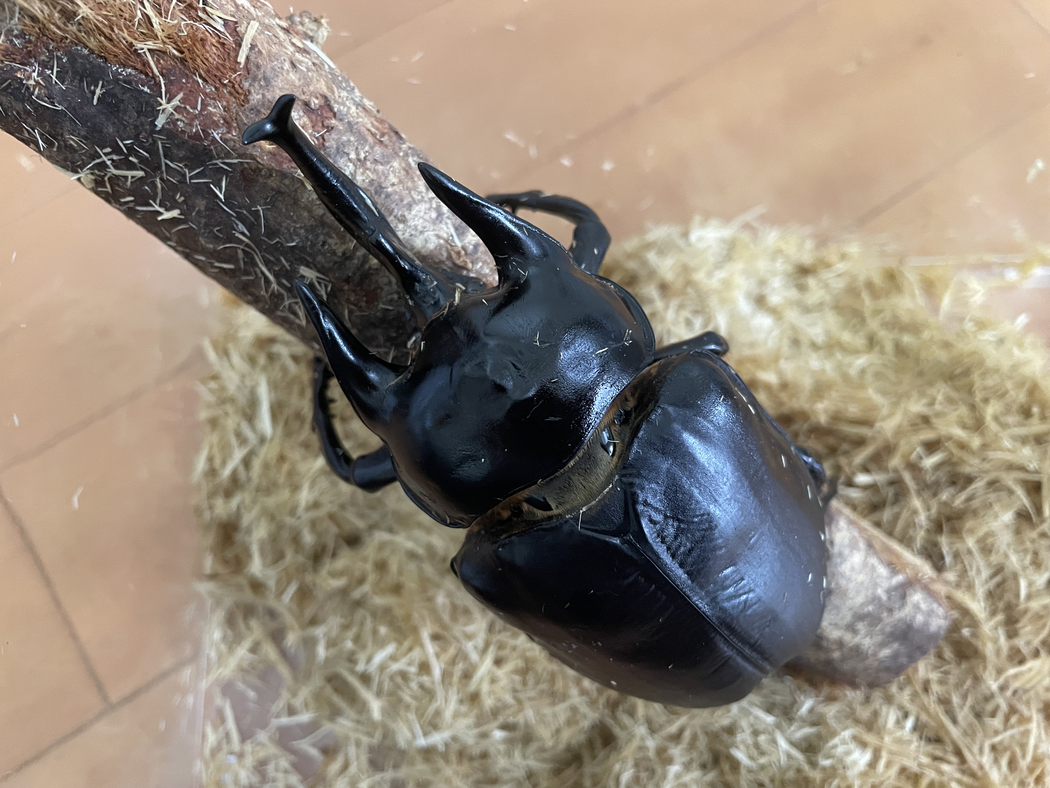 アクティオン(レックス)ゾウカブト