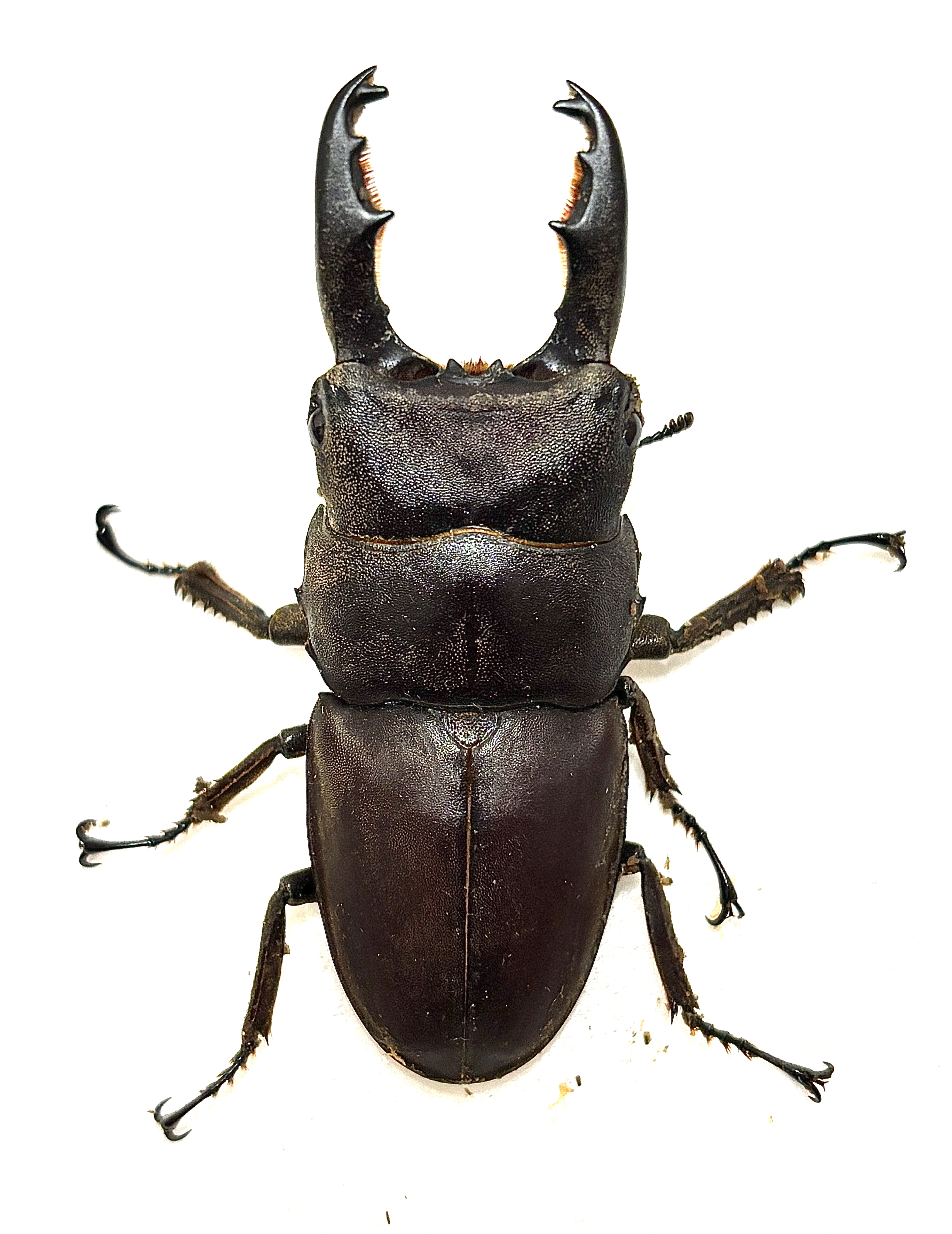 タウルスヒラタクワガタ(ボルネオ)