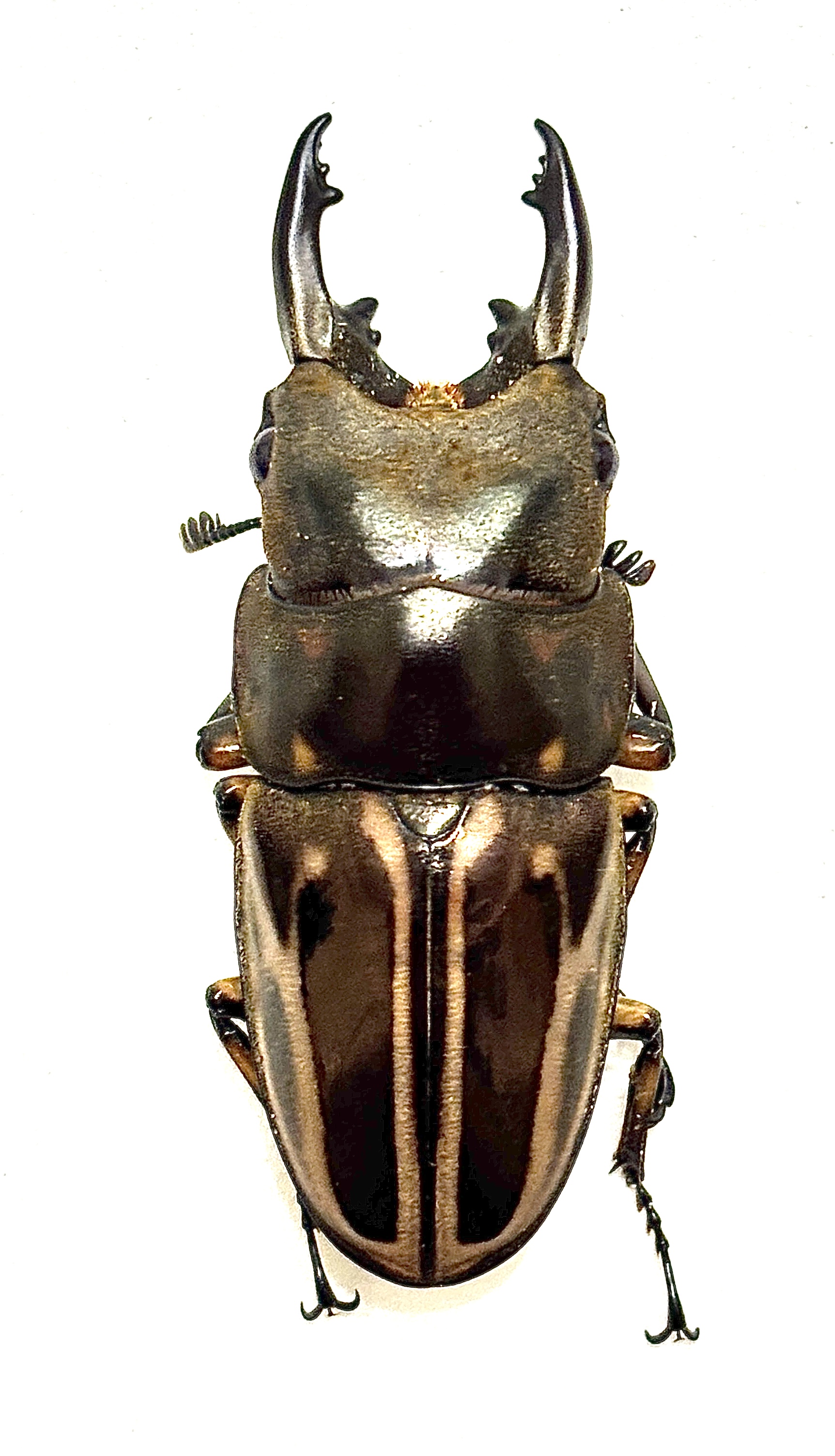 ゼブラノコギリクワガタ(ジャワ)