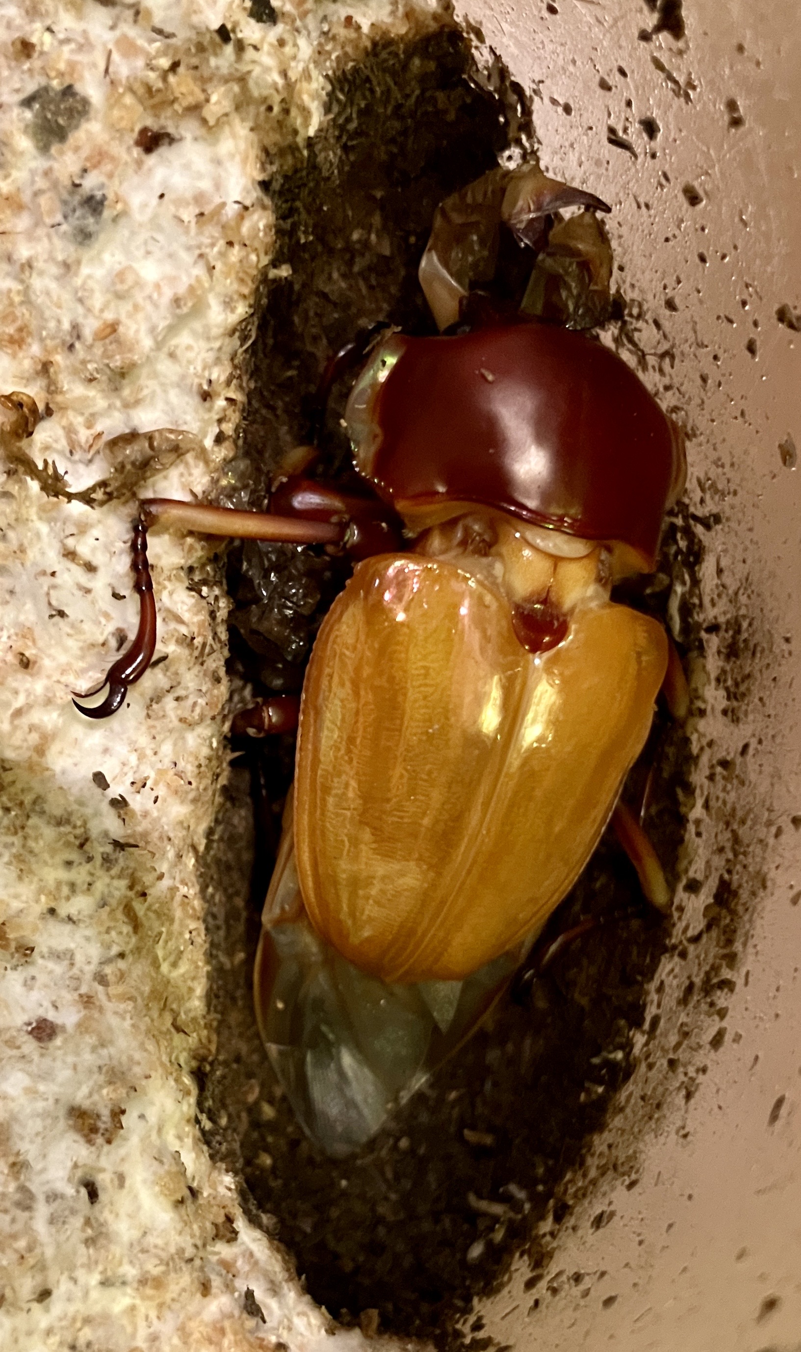 ニジイロクワガタ