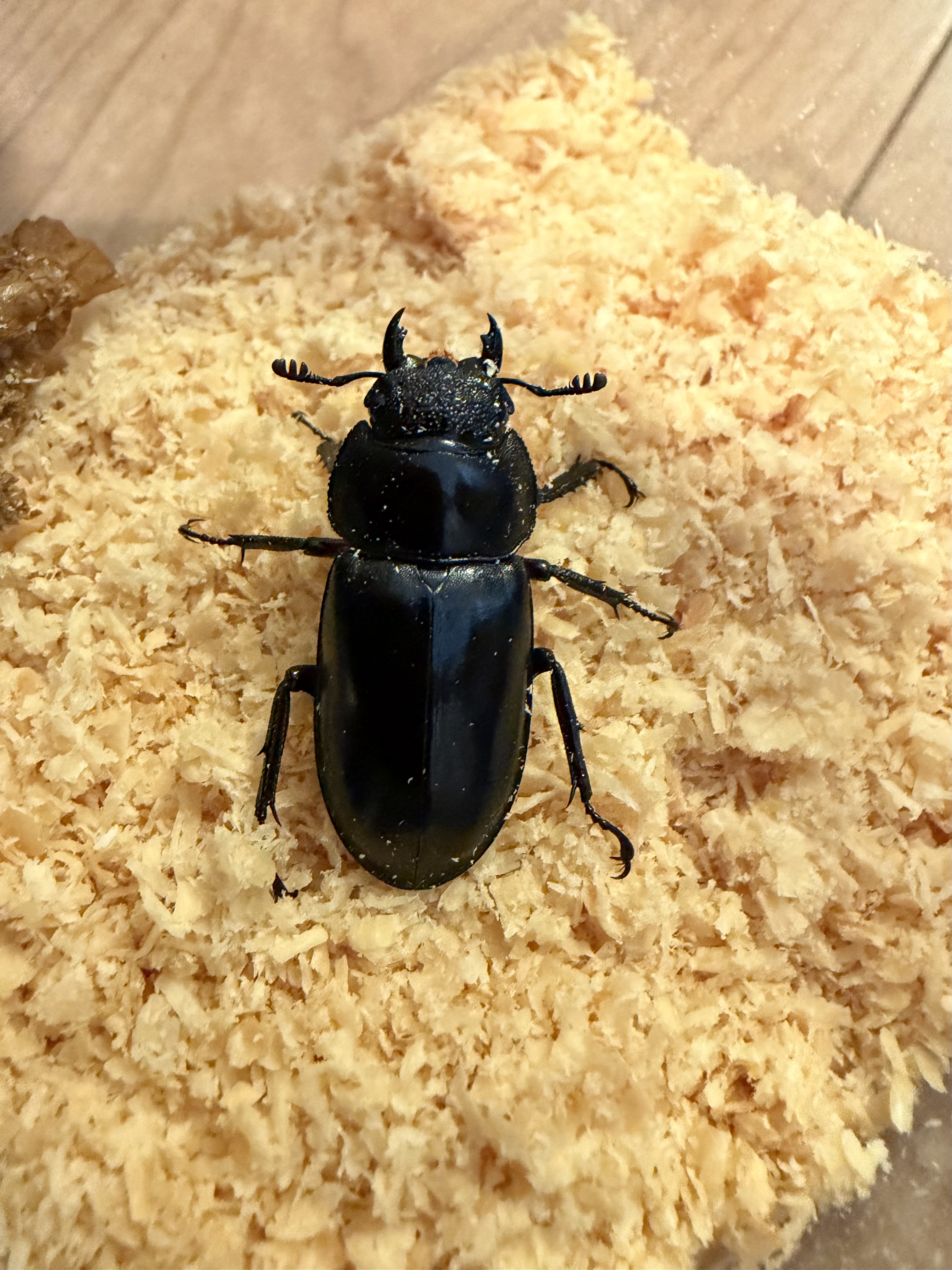 ディディエールシカクワガタ