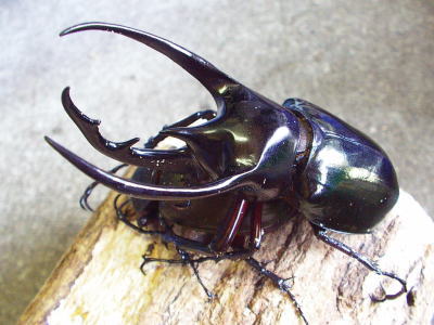 chalcosoma