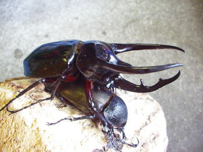 chalcosoma2.jpg