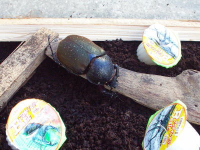 chalcosoma5.jpg