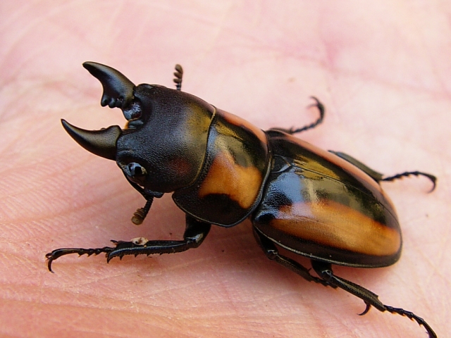 ピプラギアトゥスノコギリクワガタの飼育 羽化 クワガタ カブトムシ飼育情報 月夜野きのこ園