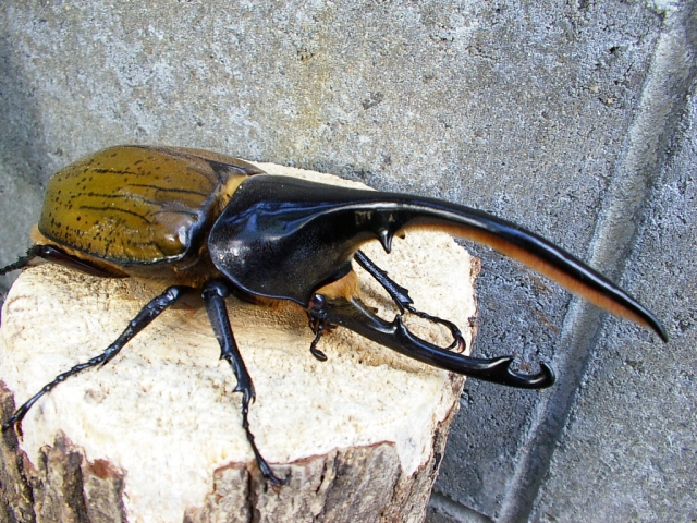 ヘラクレス オキシデンタリスの飼育 羽化 クワガタ カブトムシ飼育情報 月夜野きのこ園