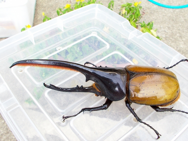 ヘラクレス・オキシデンタリスの飼育(羽化)by完熟マット - クワガタ