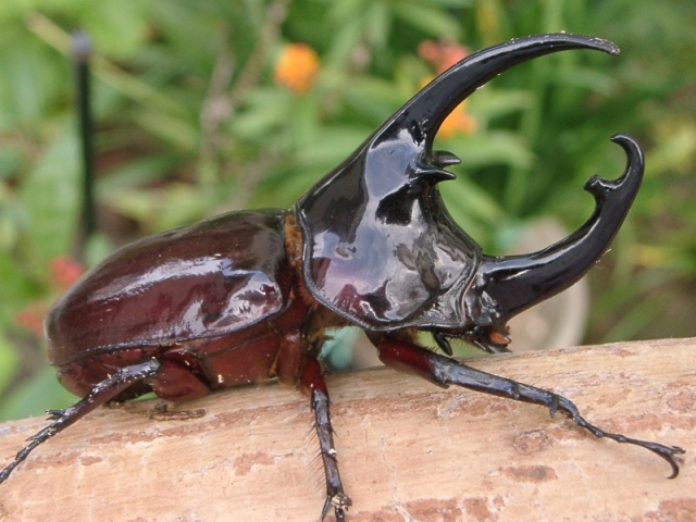 ケンタウルスオオカブトの飼育（羽化） - クワガタ・カブトムシ飼育