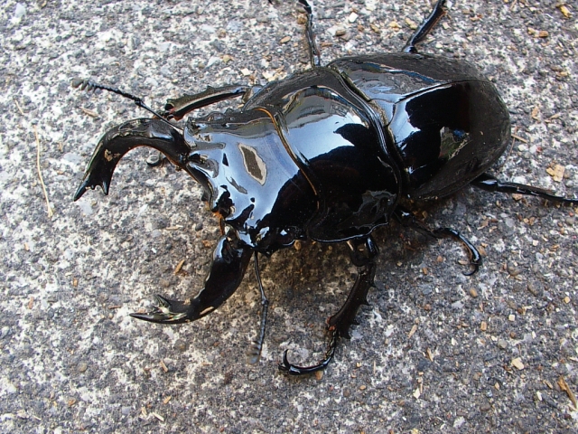 タランドゥスオオツヤクワガタの飼育(羽化) - クワガタ・カブトムシ