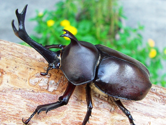 国産カブトムシの飼育 クワガタ カブトムシ飼育情報 月夜野きのこ園