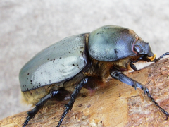 グラントシロカブトメスの画像