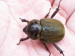 ベルティペスコフキカブト♀33mm