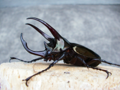 アトラスオオカブトオス