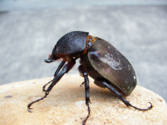 アトラスオオカブトメス