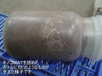 飼育中 発酵マットに白いカビのような物が発生しました クワガタ カブトムシ飼育情報 月夜野きのこ園