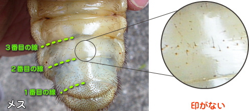 カブトムシの幼虫のオス メスの見分け方は クワガタ カブトムシ飼育情報 月夜野きのこ園