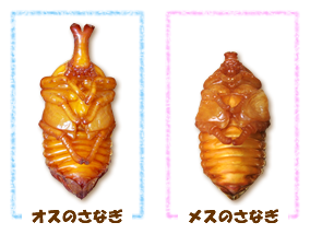 国産カブトムシの蛹（さなぎ）オスメスの違い