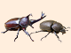 国産カブトムシオスメス 国産カブトムシオスメス