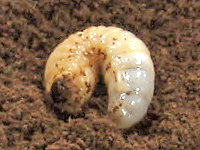 国産カブトムシ幼虫を取り出したところ 国産カブトムシ幼虫を取り出したところ