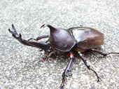 国産カブトムシ 国産カブトムシ