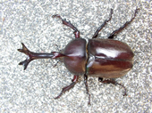 国産カブトムシ 国産カブトムシ