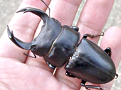 ホーペイオオクワガタ ホーペイオオクワガタ