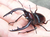 ノコギリクワガタ ノコギリクワガタ