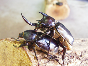 カブトムシに卵を産ませる