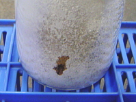 クワガタ幼虫飼育菌糸ビン食痕