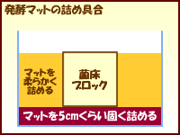 オオクワガタ交尾 オオクワガタ交尾