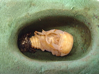 スポンジ（オアシス）の人工蛹室の作り方
